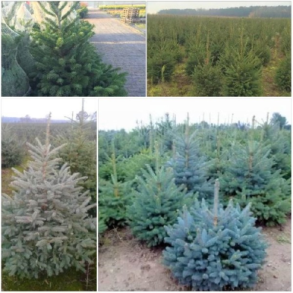 świerk Srebrny I Pospolity Choinki Donica Cięty Sadzonki Jodła Kaukaska