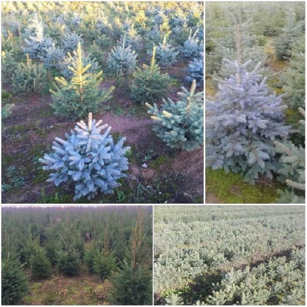 świerk Srebrny I Pospolity Choinki Donica Cięty Sadzonki Jodła Kaukaska 2