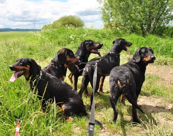 Reproduktory Rasy Gończy Polski Polujące Zapraszają Na Randkę 2