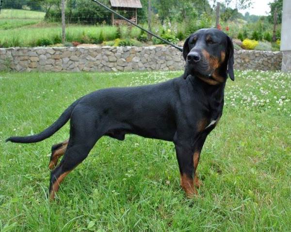 Reproduktory Rasy Gończy Polski Polujące Zapraszają Na Randkę 3