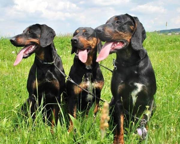 Reproduktory Rasy Gończy Polski Polujące Zapraszają Na Randkę 4