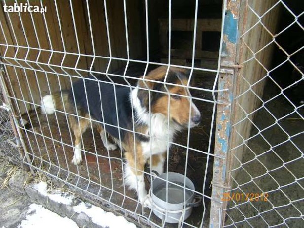 Smutny Piesek W Typie Collie Czeka W Schronisku ... 2