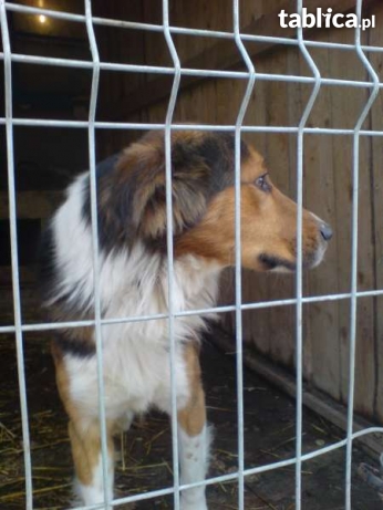 Smutny Piesek W Typie Collie Czeka W Schronisku ... 3