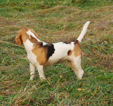 Skradziono 3 Letnią Suczkę Beagle Tricolor Ok. Ustrzyk Dolnych 4
